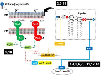 Editorial: Zoonotic Microorganisms and Spread of Acquired Polymyxin Resistance Determinants